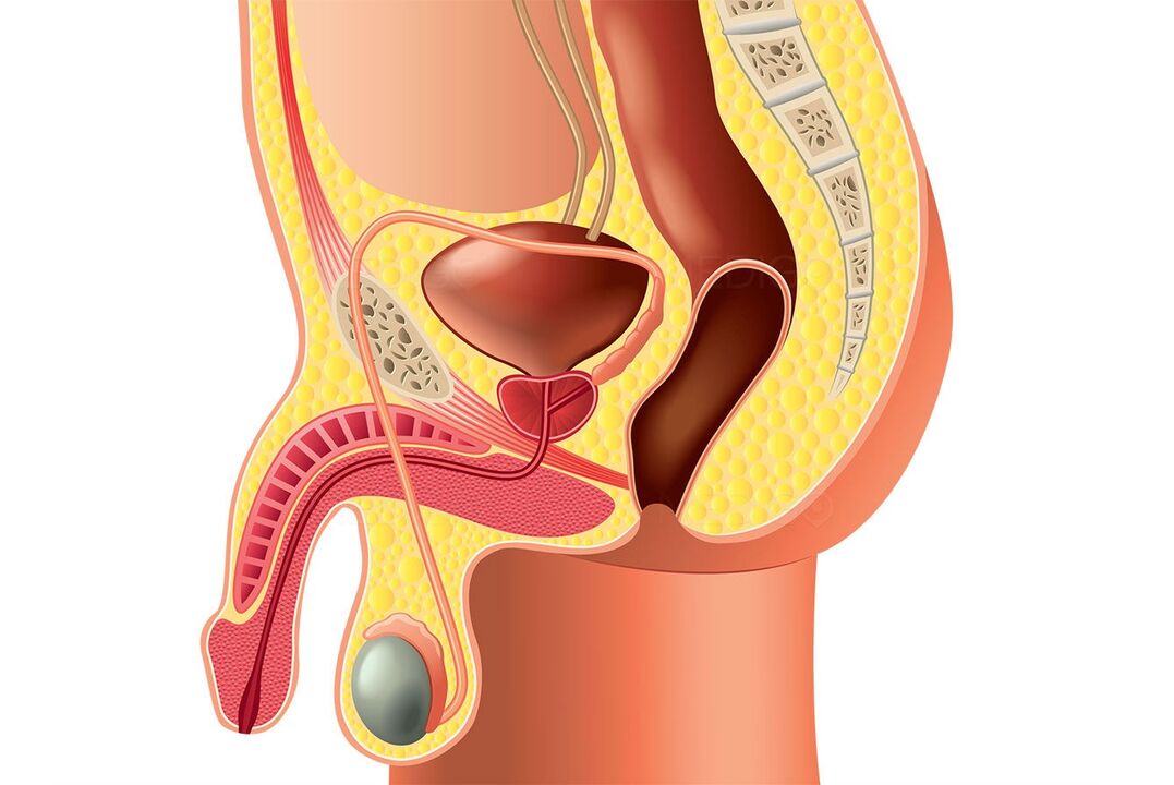 la structure du système reproducteur masculin et l'agrandissement du pénis