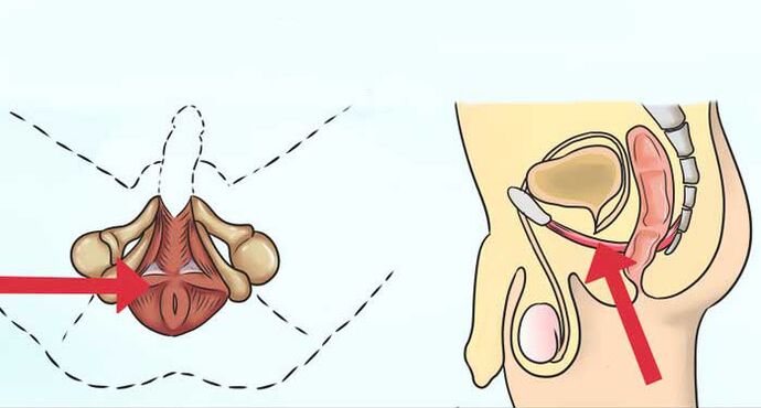 Où est le muscle de Kegel